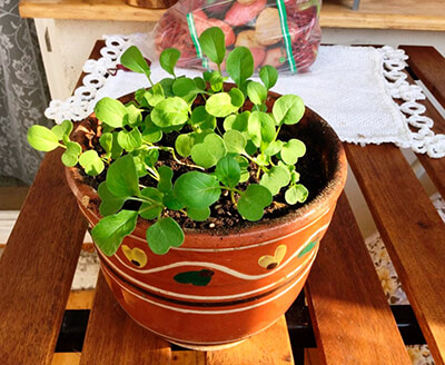 Руккола или рукола: выращивание и польза от микрозелени на подоконнике