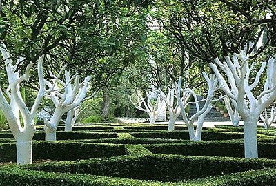 Красота и польза: зачем нужна садовая краска для побелки деревьев?