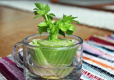 Чем полезен сельдерей и как правильно выращивать его на подоконнике?