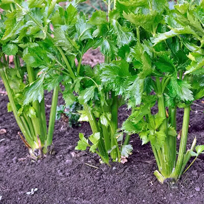 Чем полезен сельдерей и как правильно выращивать его на подоконнике?