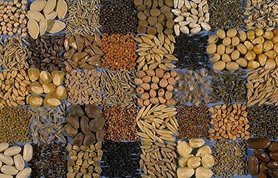 Зри в корень: как не ошибиться при покупке семян овощей?