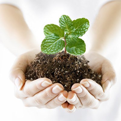 Плюсы и минусы химии: какое купить средство от сорняков?