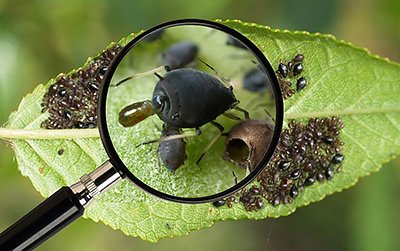 купить препарат «Танрек»