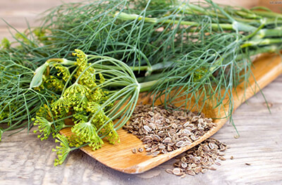 Свежая пряность – всегда на столе: преимущества выращивания укропа дома