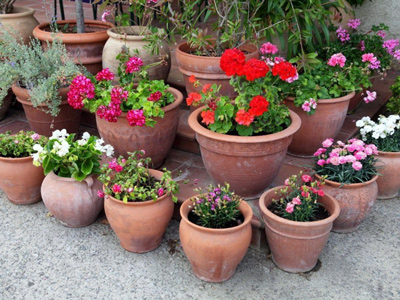 Как правильно выбрать кашпо для выращивания цветов и вазоны для сада